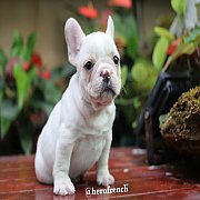 French Bulldog น่ารักโครงสร้างสวย ทรงดี กะโหลกใหญ่ สนใจติดต่อ line:@herofrench 0...