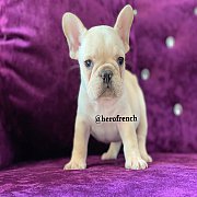 French Bulldog น่ารักโครงสร้างสวย ทรงดี กะโหลกใหญ่ สนใจติดต่อ line:@herofrench 0...