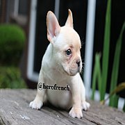 French Bulldog น่ารักโครงสร้างสวย ทรงดี กะโหลกใหญ่ สนใจติดต่อ line:@herofrench 0...