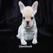 French Bulldog น่ารักโครงสร้างสวย ทรงดี กะโหลกใหญ่ สนใจติดต่อ line:@herofrench 0...