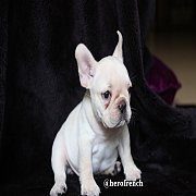 French Bulldog น่ารักโครงสร้างสวย ทรงดี กะโหลกใหญ่ สนใจติดต่อ line:@herofrench 0...