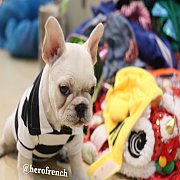 French Bulldog น่ารักโครงสร้างสวย ทรงดี กะโหลกใหญ่ สนใจติดต่อ line:@herofrench 0...
