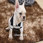 French Bulldog น่ารักโครงสร้างสวย ทรงดี กะโหลกใหญ่ สนใจติดต่อ line:@herofrench 0...