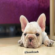 French Bulldog น่ารักโครงสร้างสวย ทรงดี กะโหลกใหญ่ สนใจติดต่อ line:@herofrench 0...