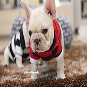 French Bulldog น่ารักโครงสร้างสวย ทรงดี กะโหลกใหญ่ สนใจติดต่อ line:@herofrench 0...