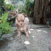 ชิวาวาขนยาว จัดส่ง ขายแล้ว