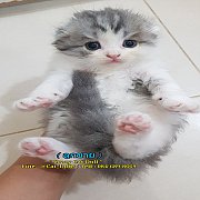 เปิดจองลูกแมวสายพันธ์ สก๊อตติสโฟวหูตั้ง-หูพับ