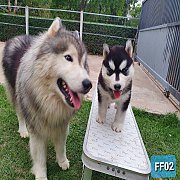 ขายไซบีเรียน วูลลี้โค้ด **ปิดการขาย น้องได้บ้านหมดแล้ว** 