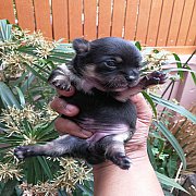 ชิวาวาขนสั้น หาบ้าน 