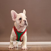 Hero's French Bulldog   จำหน่ายสุนัขพันธุ์ เฟรนซ์บลูด็อก สายพันธุ์แท้ french bul...