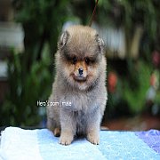 Hero's pom ขายปอมเมอเรเนียน สีส้ม เพศผู้ อายุ 2 เดือน สอบถาม Line : @heropom, 09...