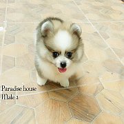  # น้องย้ายบ้านแล้วนะครับ #ลูกปอม ลูกชายคาลอส กับแม่สีช๊อคเมอร์เพศผู้Mele 2