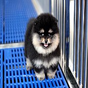 Hero's pom ขายปอมเมอเรเนียน สีแบล็คแทน เพศเมีย อายุ 2 เดือน สอบถาม Line : @herop...