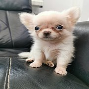 ชิวาวาขนยาว