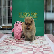 Hero's pom ขายปอมเมอเรเนียน สีส้ม เพศเมีย อายุ 2 เดือน สอบถาม Line : @heropom, 0...