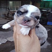 ชิวาวาขนยาว จัดส่ง ขายแล้ว