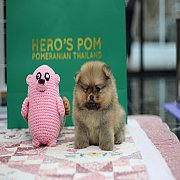 Hero's pom ขายปอมเมอเรเนียน สีส้ม เพศเมีย อายุ 2 เดือน สอบถาม Line : @heropom, 0...