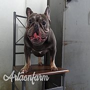 เปิดผสมเฟร้นบลูด็อก