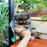 Hero's pom ขายปอมเมอเรเนียน สีส้ม เพศผู้ อายุ 2 เดือน สอบถาม Line : @heropom, 09...