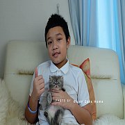 จองแล้ว Exotic short hair Blue Tabby 