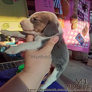 อัพเดทภาพ น้องบีเกิ้ล สีบลู(สีเทา) และ 3สี  เปิดจองจ้าา