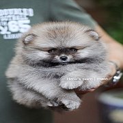 Hero's pom ขายปอมเมอเรเนียน สีส้ม เพศผู้ อายุ 2 เดือน สอบถาม Line : @heropom, 09...