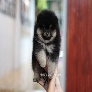 Hero'pom จำหน่ายปอมหน้าหมี สายเลือดดี รับประกันสุขภาพนาน 30 วัน Line : @heropom...