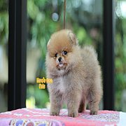 Hero'pom จำหน่ายปอมหน้าหมี สายเลือดดี รับประกันสุขภาพนาน 30 วัน Line : @heropom...