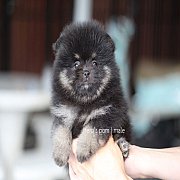 Hero'pom จำหน่ายปอมหน้าหมี สายเลือดดี รับประกันสุขภาพนาน 30 วัน Line : @heropom...