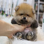 Hero's pom ขายปอมเมอเรเนียน สีส้ม เพศผู้ อายุ 2 เดือน สอบถาม Line : @heropom, 09...