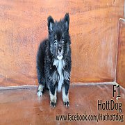 ปอมเมอเรอเนียน BT แบล็คแทน และ สีส้ม ไซส์จิ๋ว ฟอร์มสวยมากจ้า