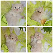 แมว​เปอร์เซีย​แท้