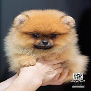 FYPOM KENNEL ขายน้อง Fy's "Simpson" ,male. เพศผู้ สีส้ม เกรดเลี้ยงเล่น...