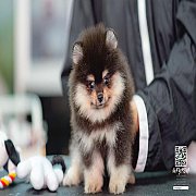 FYPOM KENNEL ขายน้อง Fy's "Mortimer" ,male. เพศผู้ สีเเบล้คเเทน เกรดเล...