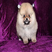 Hero's pom ขายปอมเมอเรเนียน สีแบล็คแทน เพศเมีย อายุ 2 เดือน สอบถาม Line : @herop...