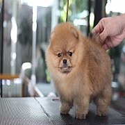 Hero's pom ขายปอมเมอเรเนียน สีส้ม เพศผู้ อายุ 2 เดือน สอบถาม Line : @heropom, 09...