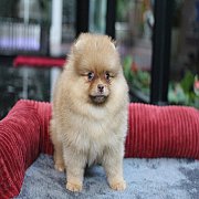 ขายปอมแท้ เพศผู้ สีส้ม สอบถาม Line:@heropom,0985566777 *รับประกันสุขภาพ 30 วัน*