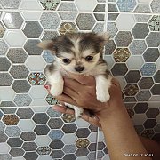 ขายลูกสุนัขชิวาวาอายุ 30 วัน