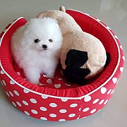 ปอมเมอเรเนี่ยนสีขาว หน้าหมีสวยๆ เพ็ดเต็มใบ