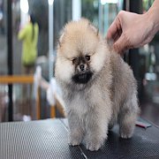 Hero's pom ขายปอมเมอเรเนียน สีส้ม เพศผู้ อายุ 2 เดือน สอบถาม Line : @heropom, 09...