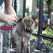 ขายปอมเมอเรเนียน สีส้ม เพศผู้ อายุ 2 เดือน หน้าหมี ตัวเล็ก ขนฟู ตากลม น่ารัก รับ...