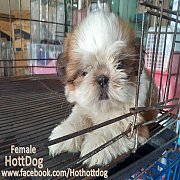 น้องชิสุห์ พันธุ์แท้ 3สี แท้ๆจ้า เพศเมีย น่ารักมากกก พร้อมย้ายบ้านจ้า