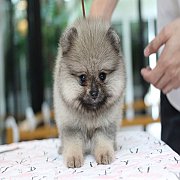 ขายปอมเมอเรเนียน สีส้ม เพศผู้ อายุ 2 เดือน หน้าหมี ตัวเล็ก ขนฟู ตากลม น่ารัก รับ...