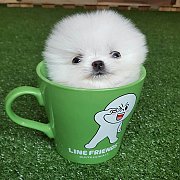 ปอมเมอเรเนี่ยนเพศเมียหน้าหมีสีขาวสำลี ไซส์ทีคัพ เพ็ดเต็มใบ