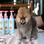 ขายปอมเมอเรเนียน สีส้ม เพศผู้ อายุ 2 เดือน หน้าหมี ตัวเล็ก ขนฟู ตากลม น่ารัก รับ...