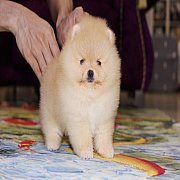 ขายปอมเมอเรเนียน สีส้ม เพศผู้ อายุ 2 เดือน หน้าหมี ตัวเล็ก ขนฟู ตากลม น่ารัก รับ...