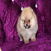 ขายปอมเมอเรเนียน สีส้ม เพศผู้ อายุ 2 เดือน หน้าหมี ตัวเล็ก ขนฟู ตากลม น่ารัก รับ...