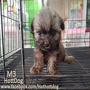 น้องชิสุห์เทอเลีย น่ารักๆจ้า มีหลายสี หน้ามาร์กสวยๆ พร้อมย้ายบ้านจ้า