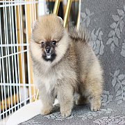 ขายปอมเมอเรเนียน สีส้ม เพศผู้ อายุ 2 เดือน หน้าหมี ตัวเล็ก ขนฟู ตากลม น่ารัก รับ...