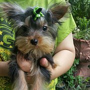 (ขายแล้วฉลูกยอร์คเชียร์สาวน้อย "น้องจีจ้า" หาบ้านใหม่ เพ็ดเต็ม วัดซีนค...